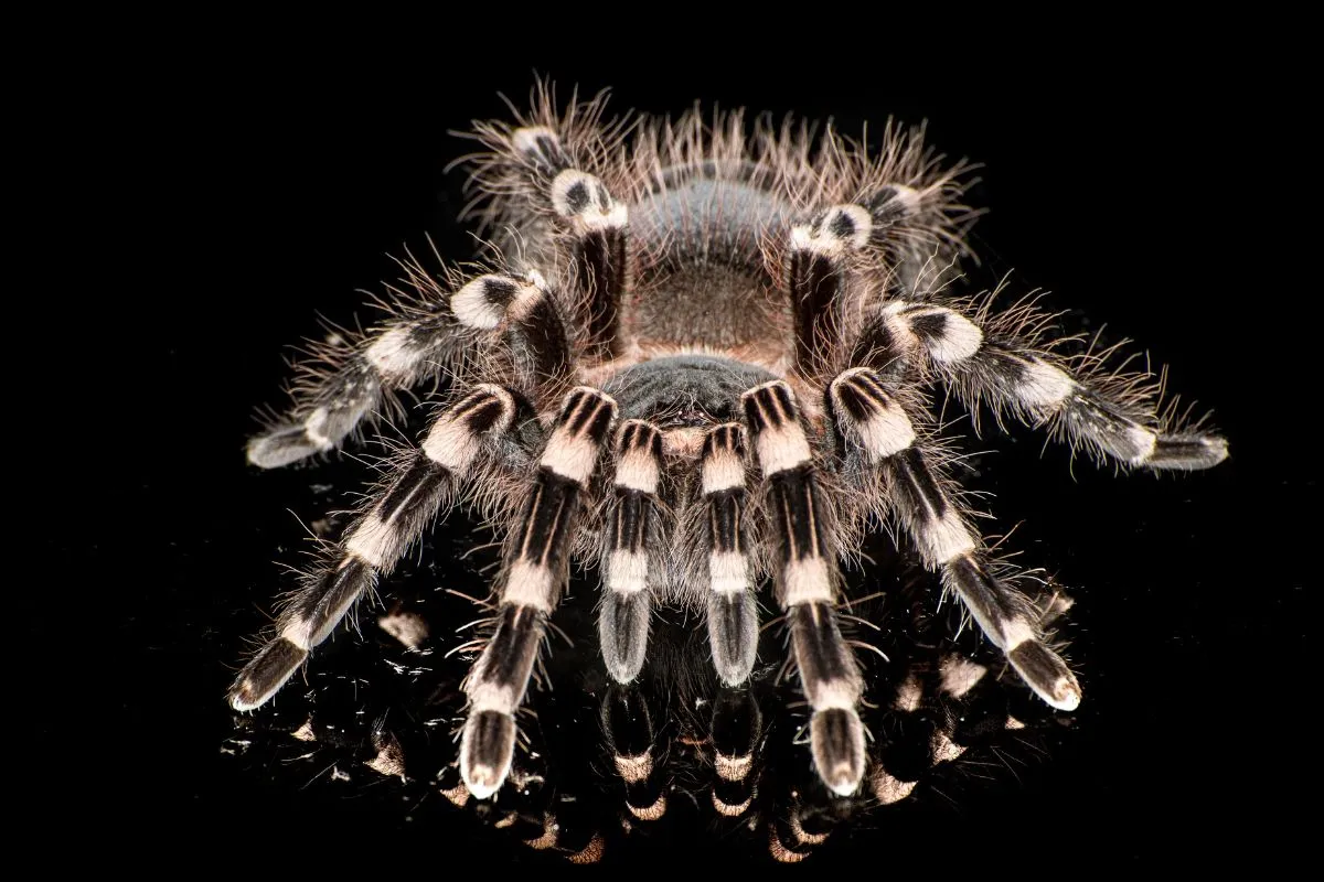 /img/23606-tarantula-observing.webp