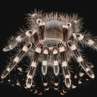 /img/23606-tarantula-observing.webp