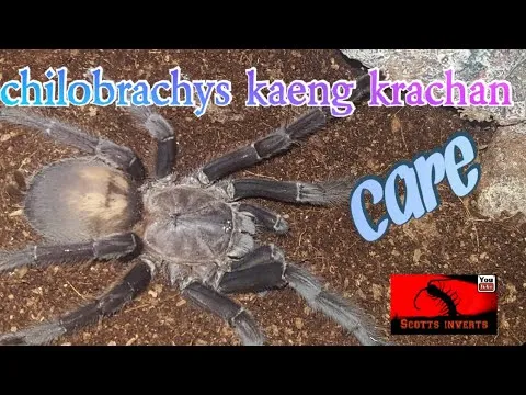 23608 dark earth tiger tarantula enclosure