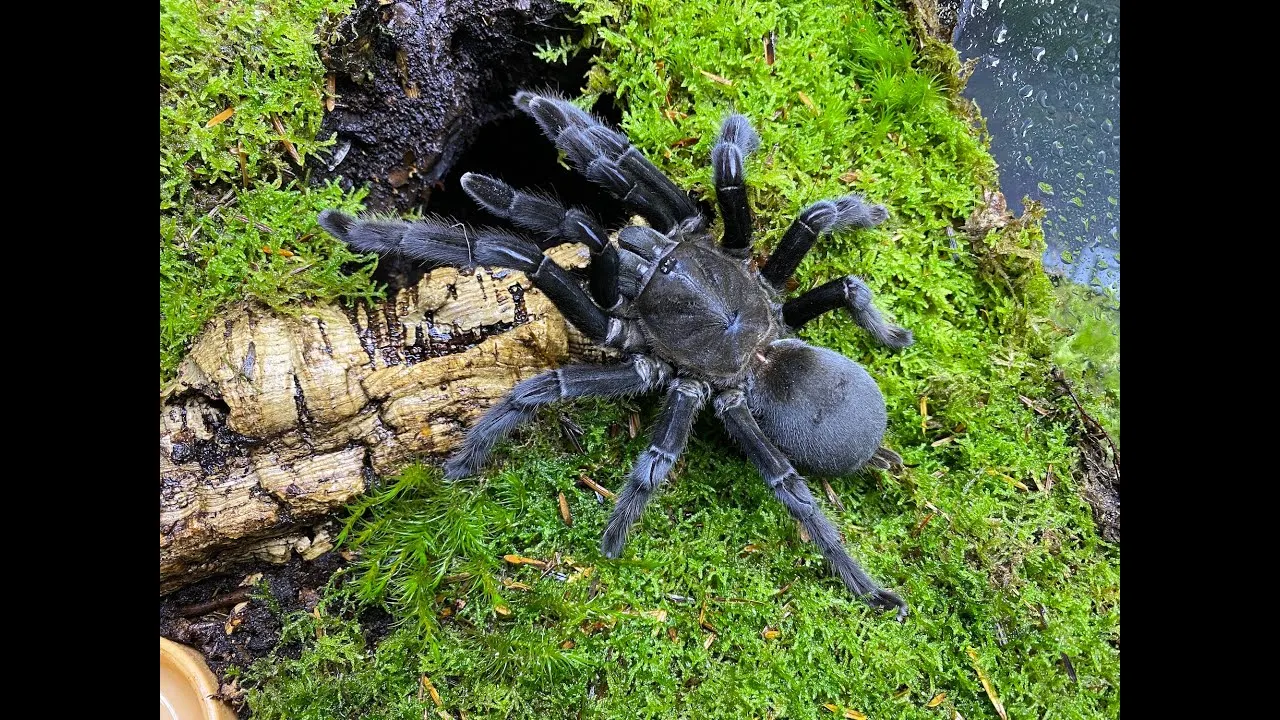 23608 dark earth tiger tarantula habitat