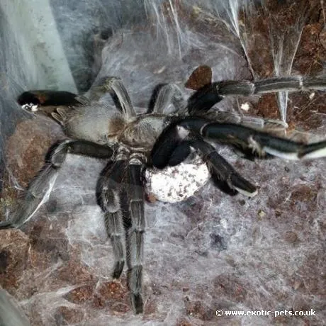 23608 dark earth tiger tarantula handling