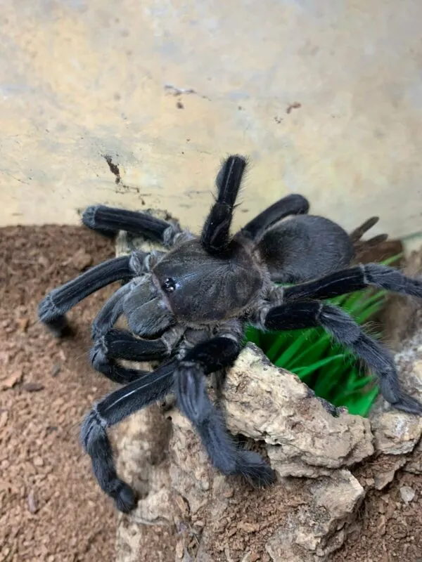 23608 dark earth tiger tarantula molting