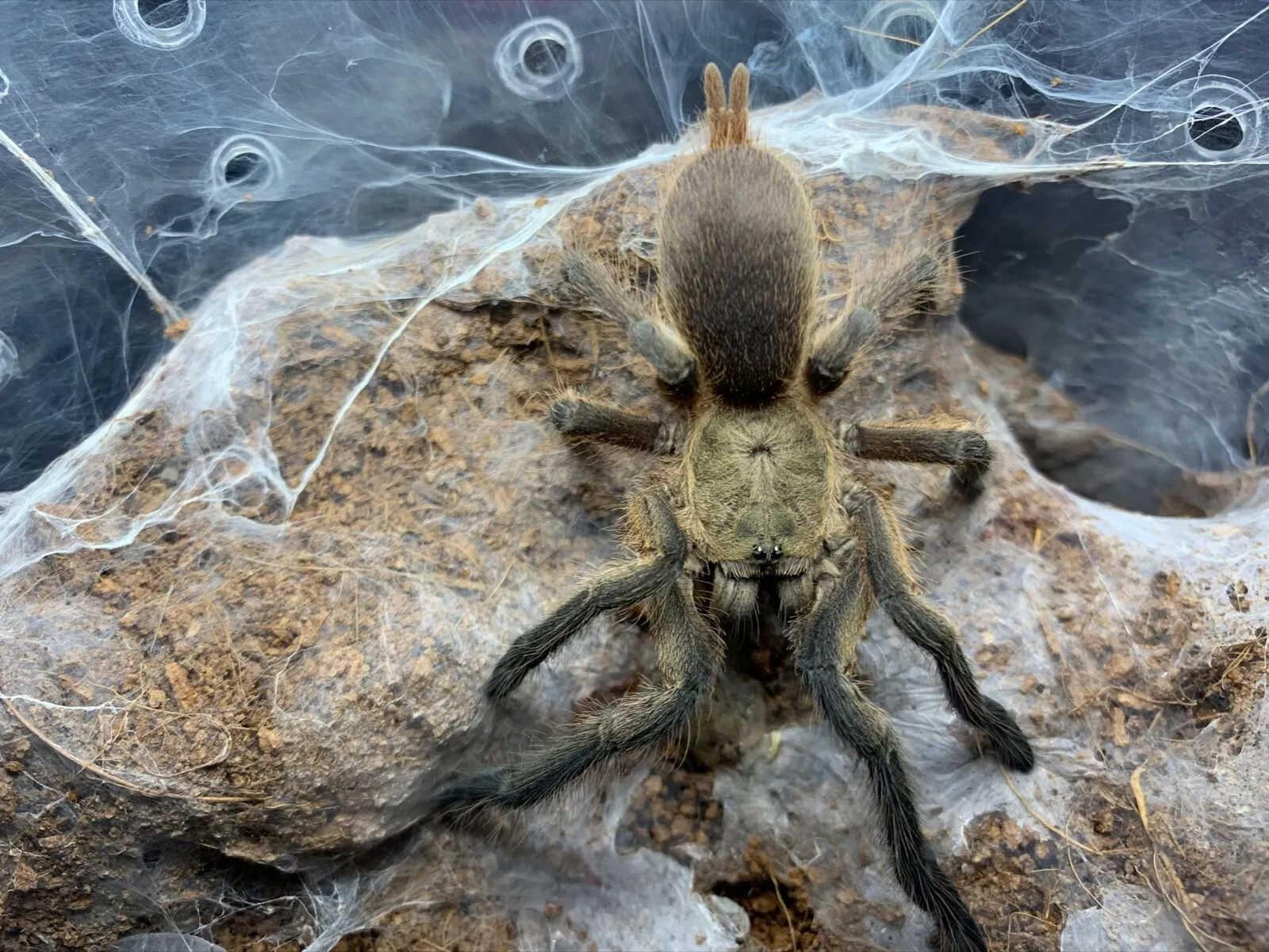 /img/23608-dark-earth-tiger-tarantula-water.webp