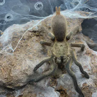/img/23608-dark-earth-tiger-tarantula-water.webp