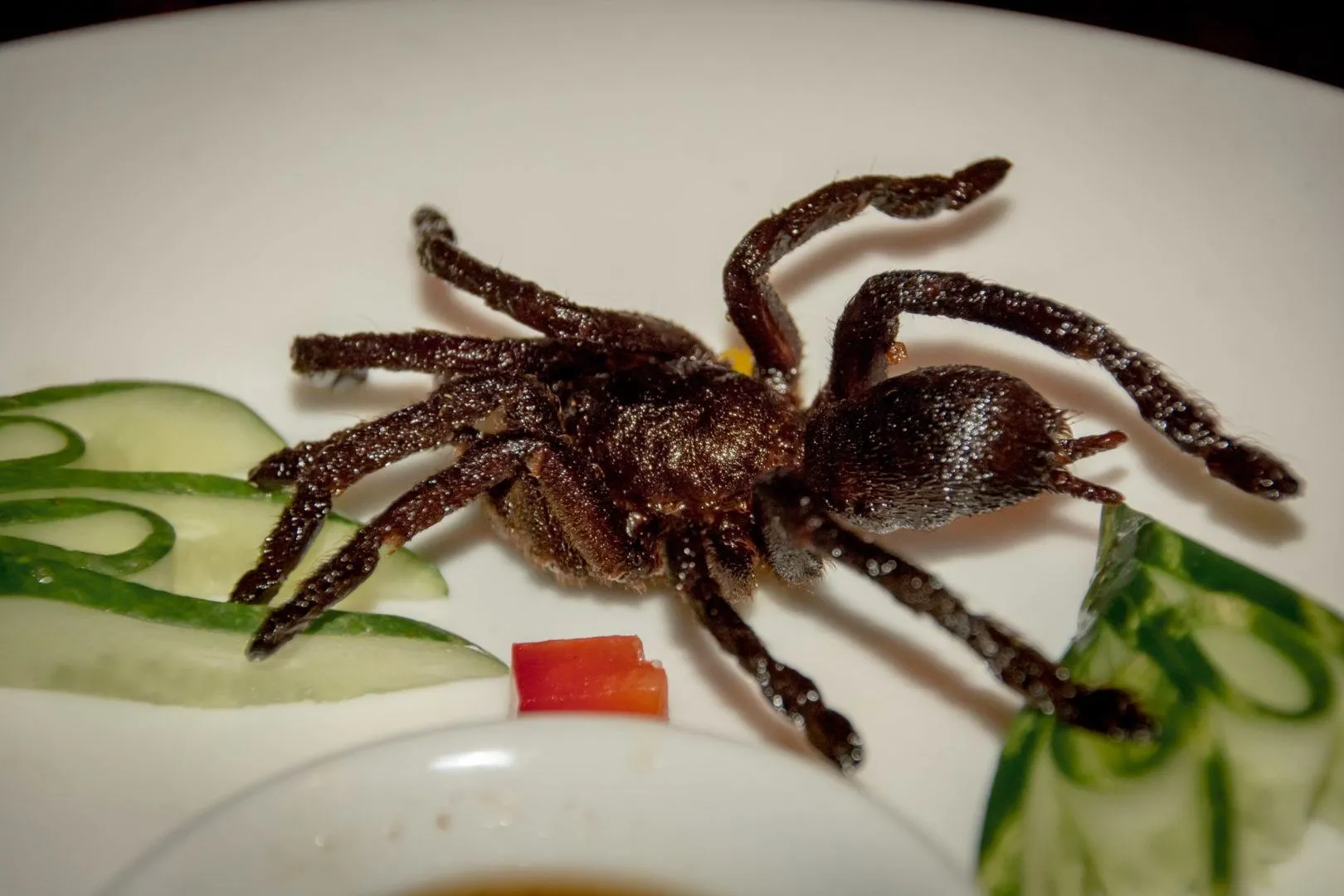 23610 breeder tarantula
