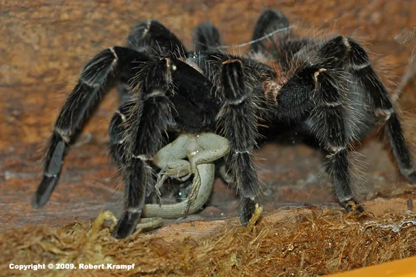 23610 exotic pet shop