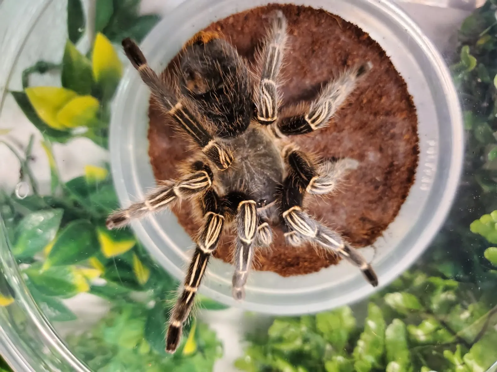 23613 striped knee tarantula enclosure