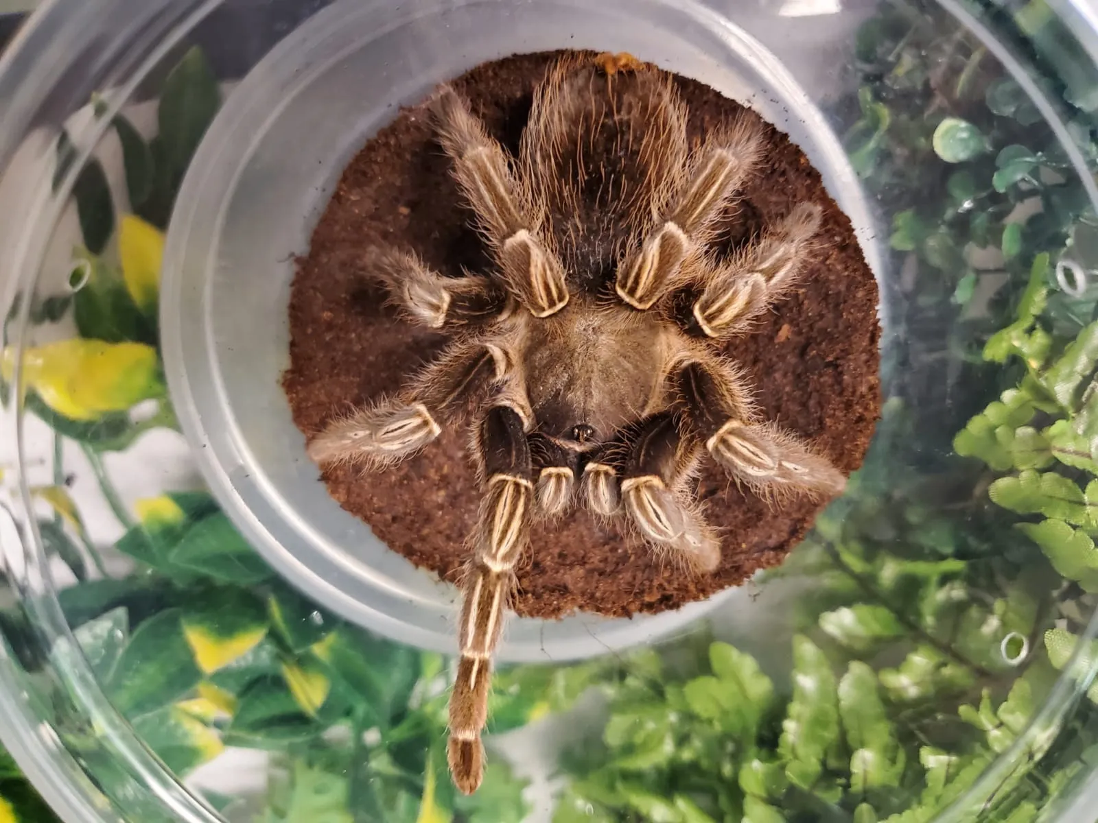 23613 striped knee tarantula feeding