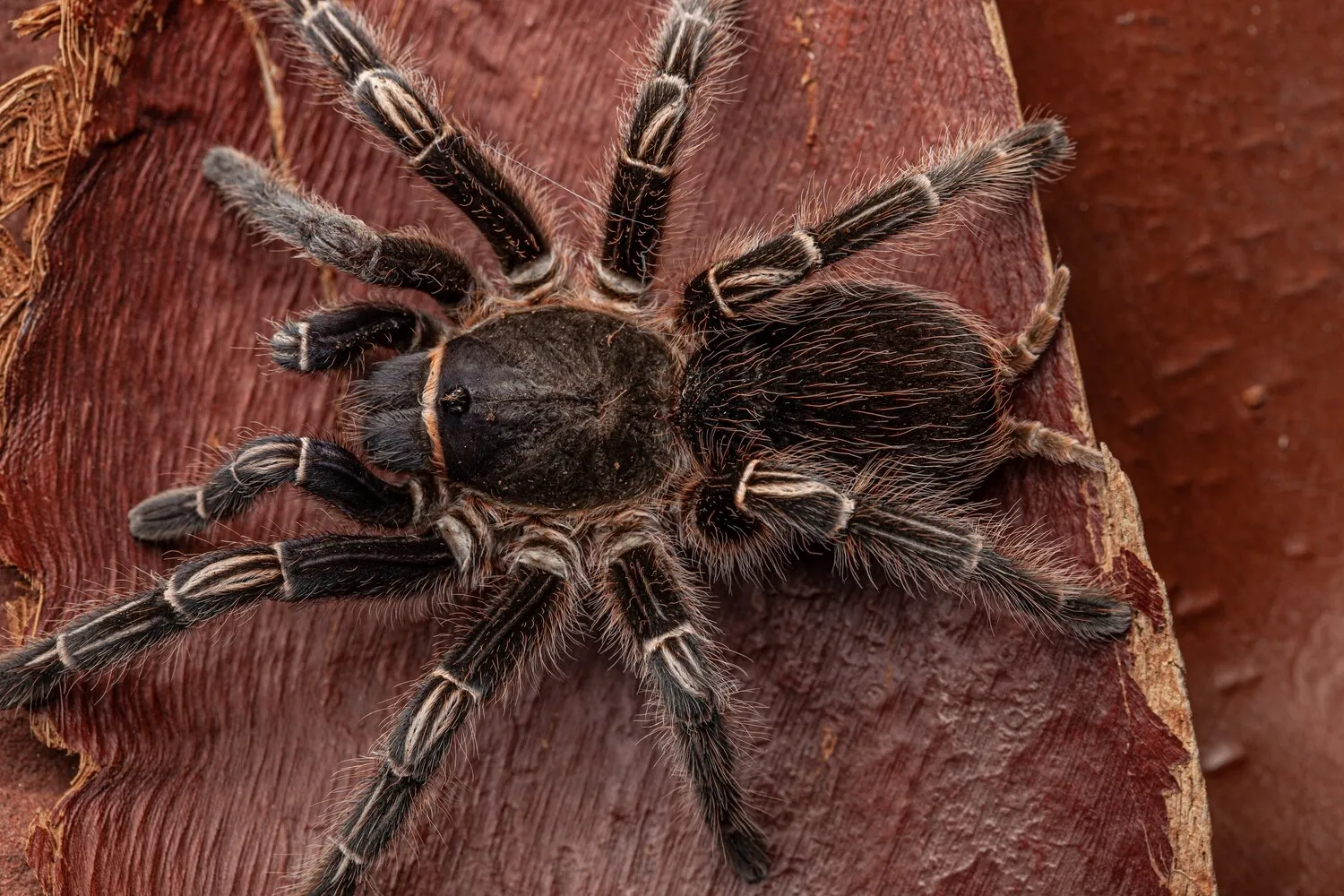 23613 striped knee tarantula handling