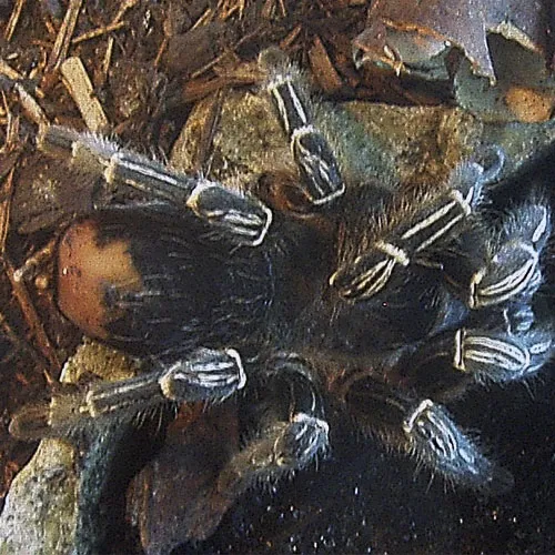 23613 striped knee tarantula health