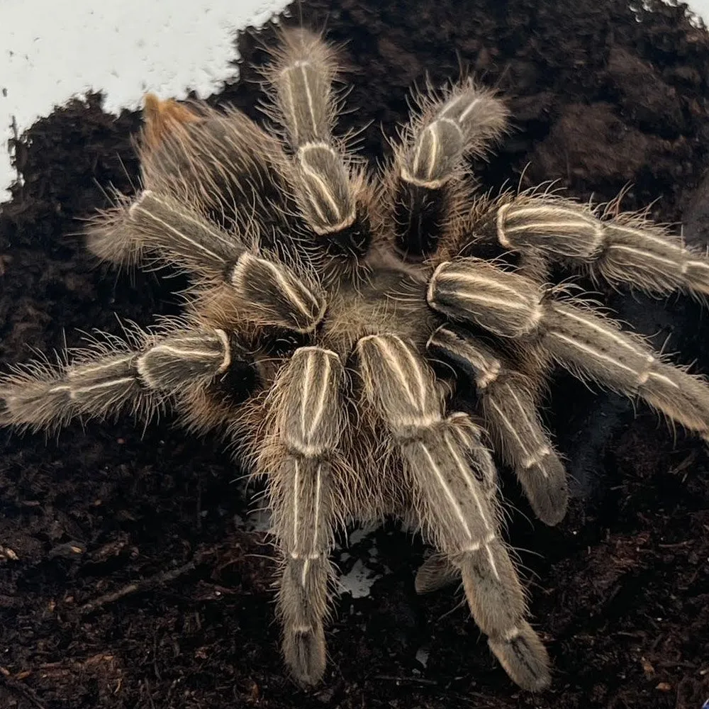 23613 striped knee tarantula mealworm