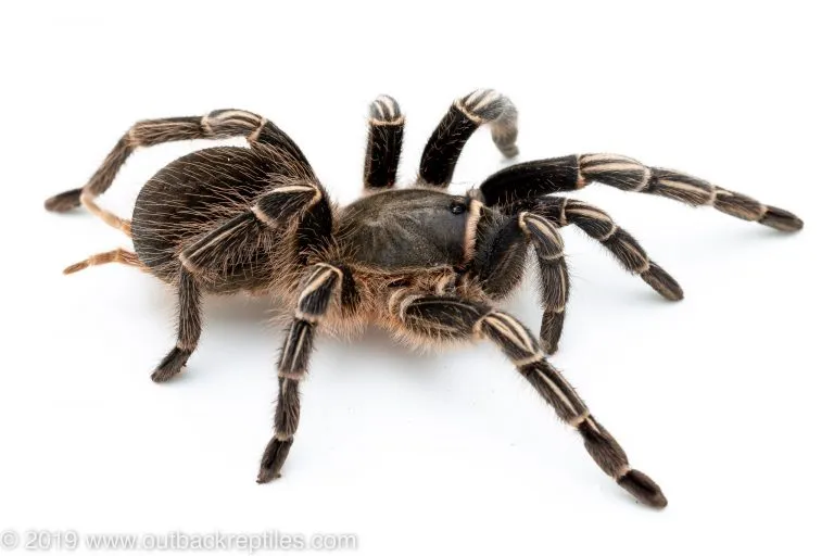 /img/23613-striped-knee-tarantula-water.webp