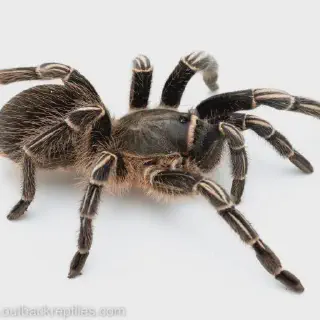 /img/23613-striped-knee-tarantula-water.webp