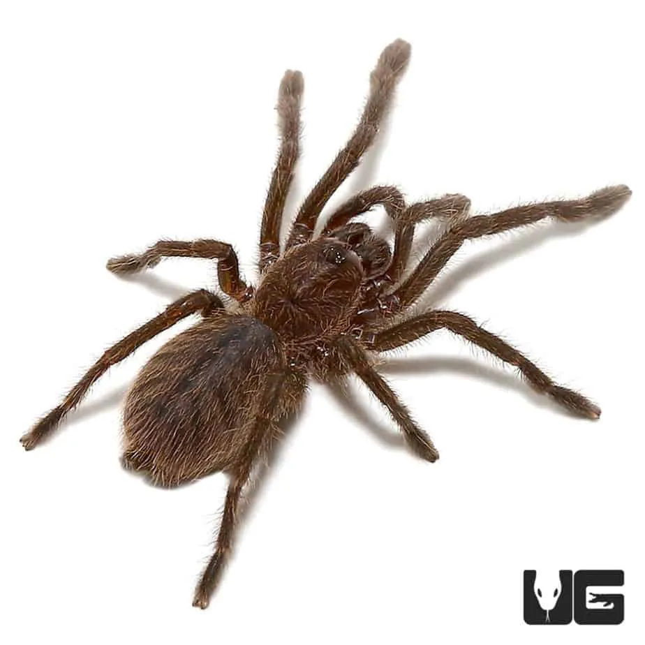 23615 cobalt blue tarantula feeding