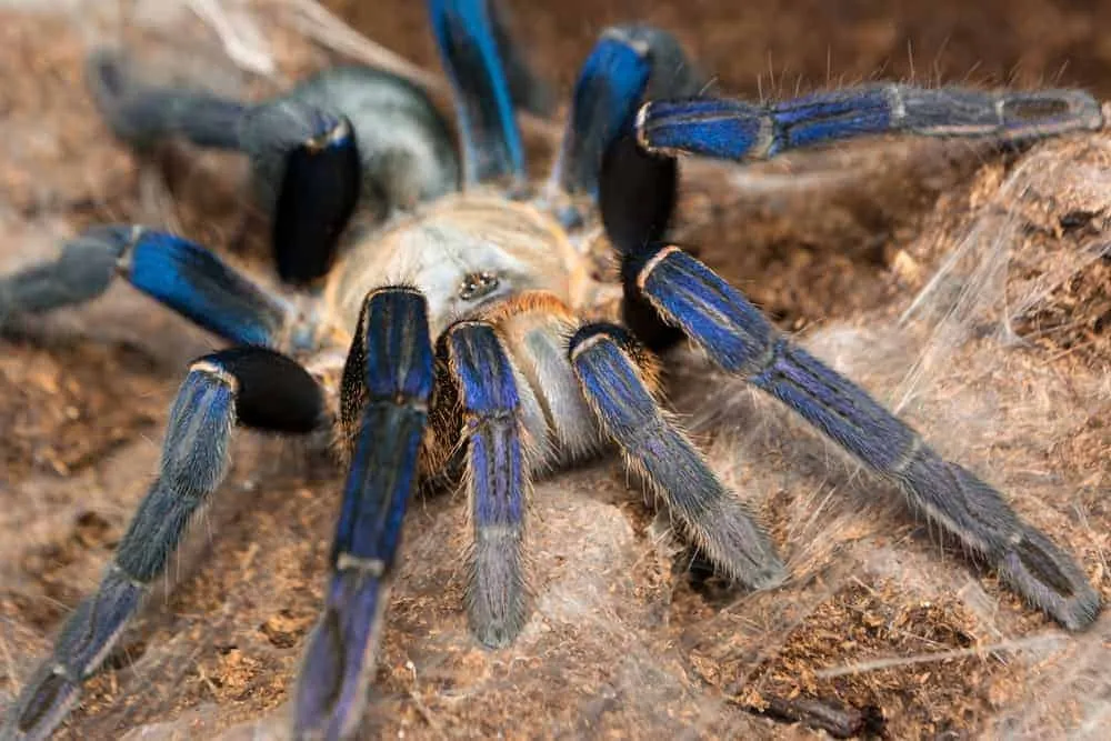 23615 cobalt blue tarantula handling