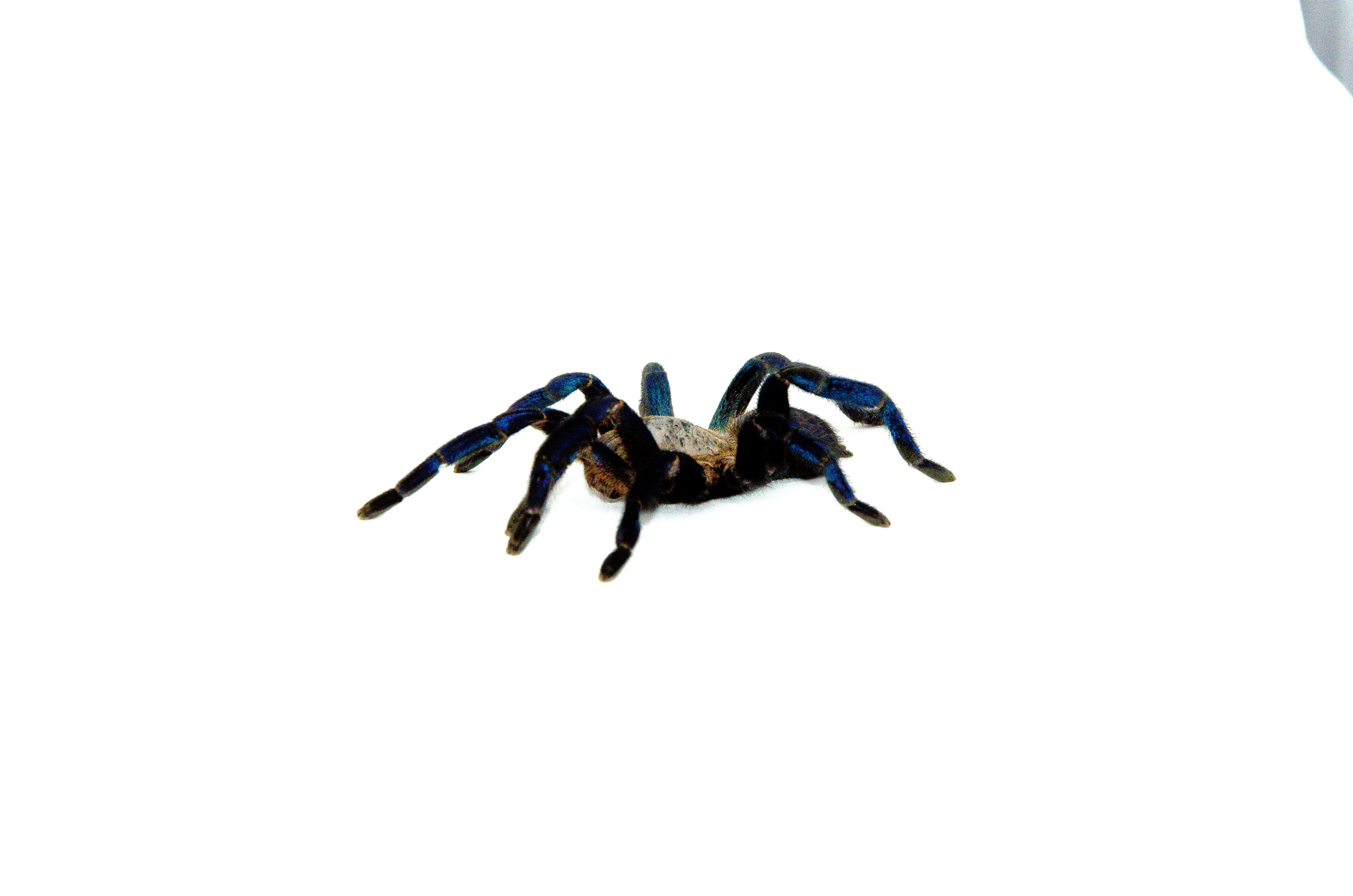 23615 cobalt blue tarantula molting