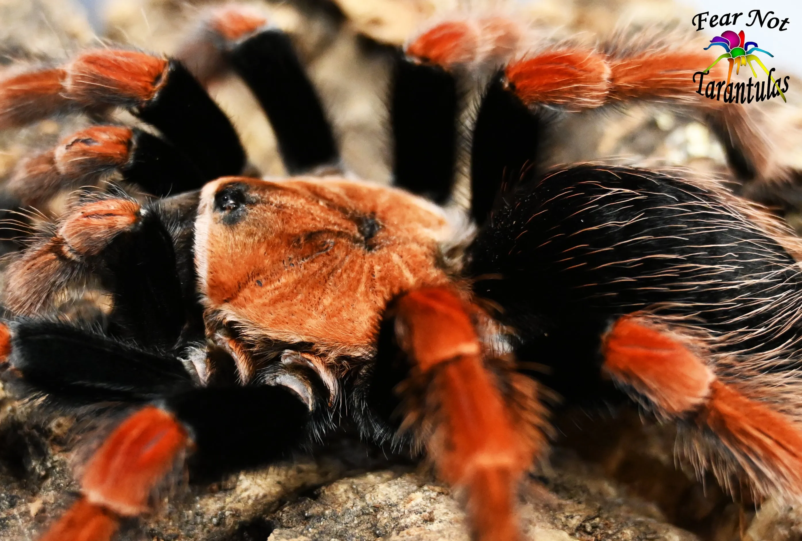 23616 brazilian black tarantula