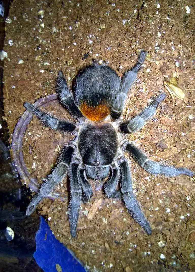 23616 chilean rose hair tarantula