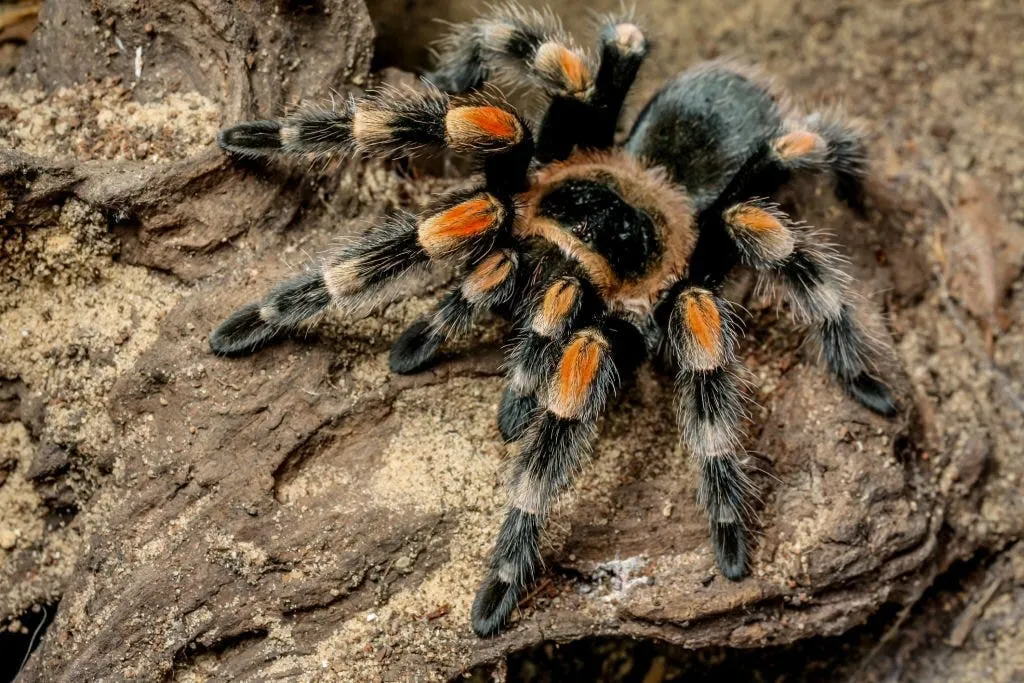 23616 curly hair tarantula