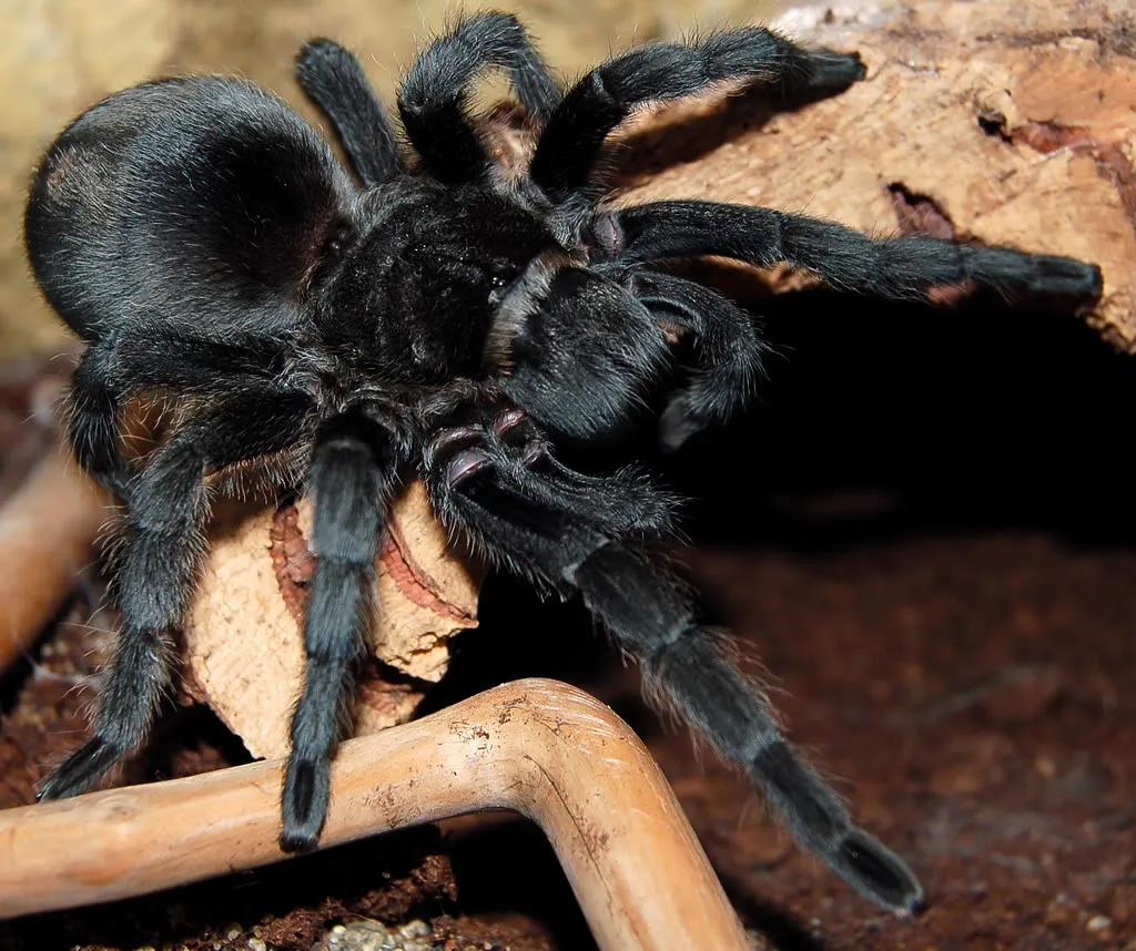 23616 feeding tarantula