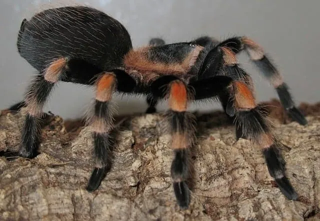 23616 mexican red knee tarantula
