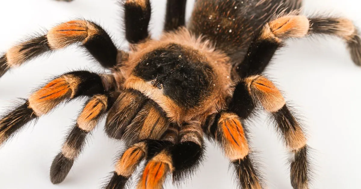 23616 pinktoe tarantula