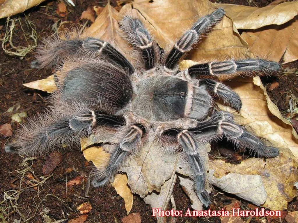 23616 tarantula enclosure