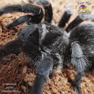 /img/23616-tarantula-handling.webp