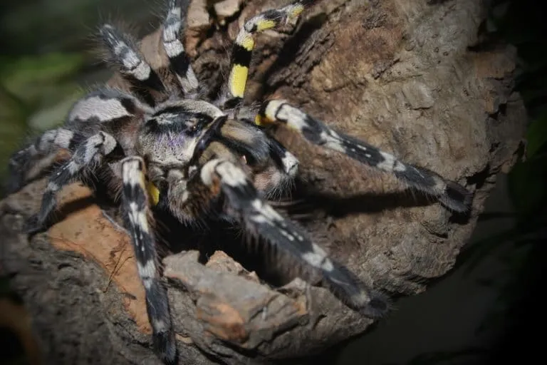 23617 tarantula hunting web