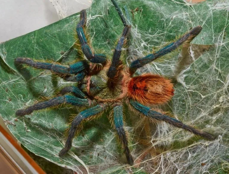 23617 tarantula reproduction web