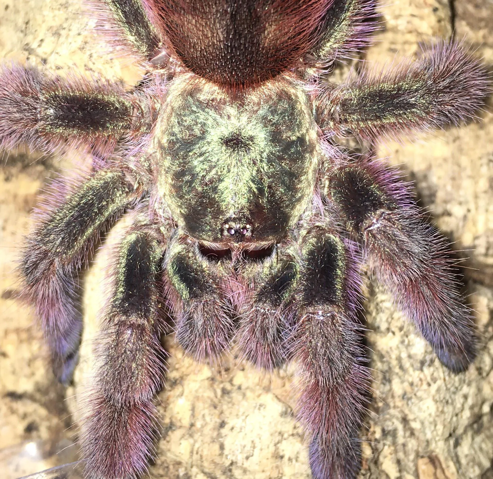 23618 healthy versicolor tarantula molting