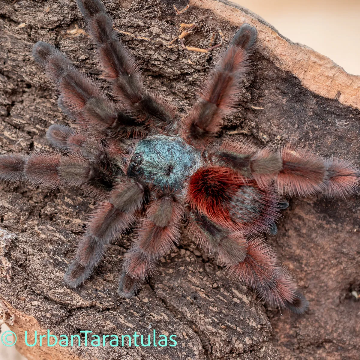 23618 male versicolor tarantula