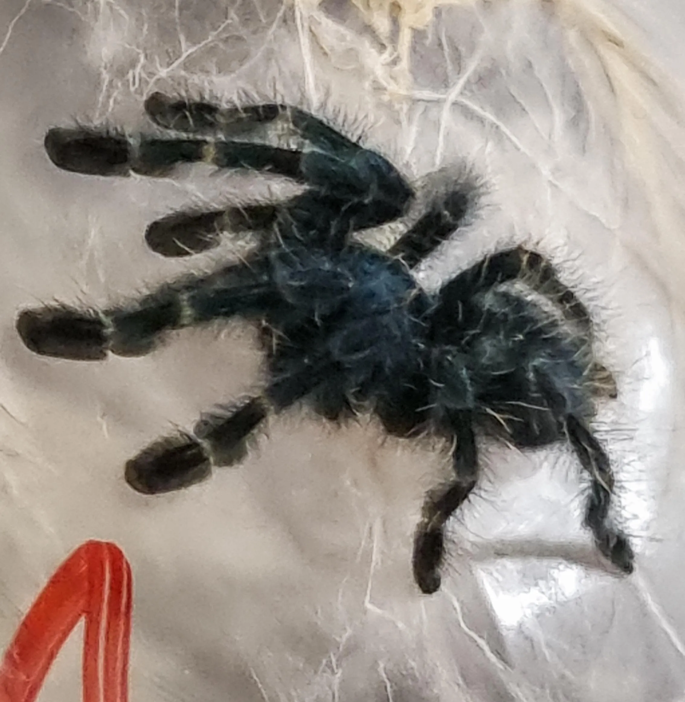 /img/23618-versicolor-tarantula-closeup.webp