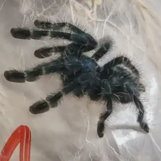 /img/23618-versicolor-tarantula-closeup.webp