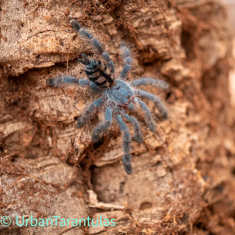 23618 versicolor tarantula eating