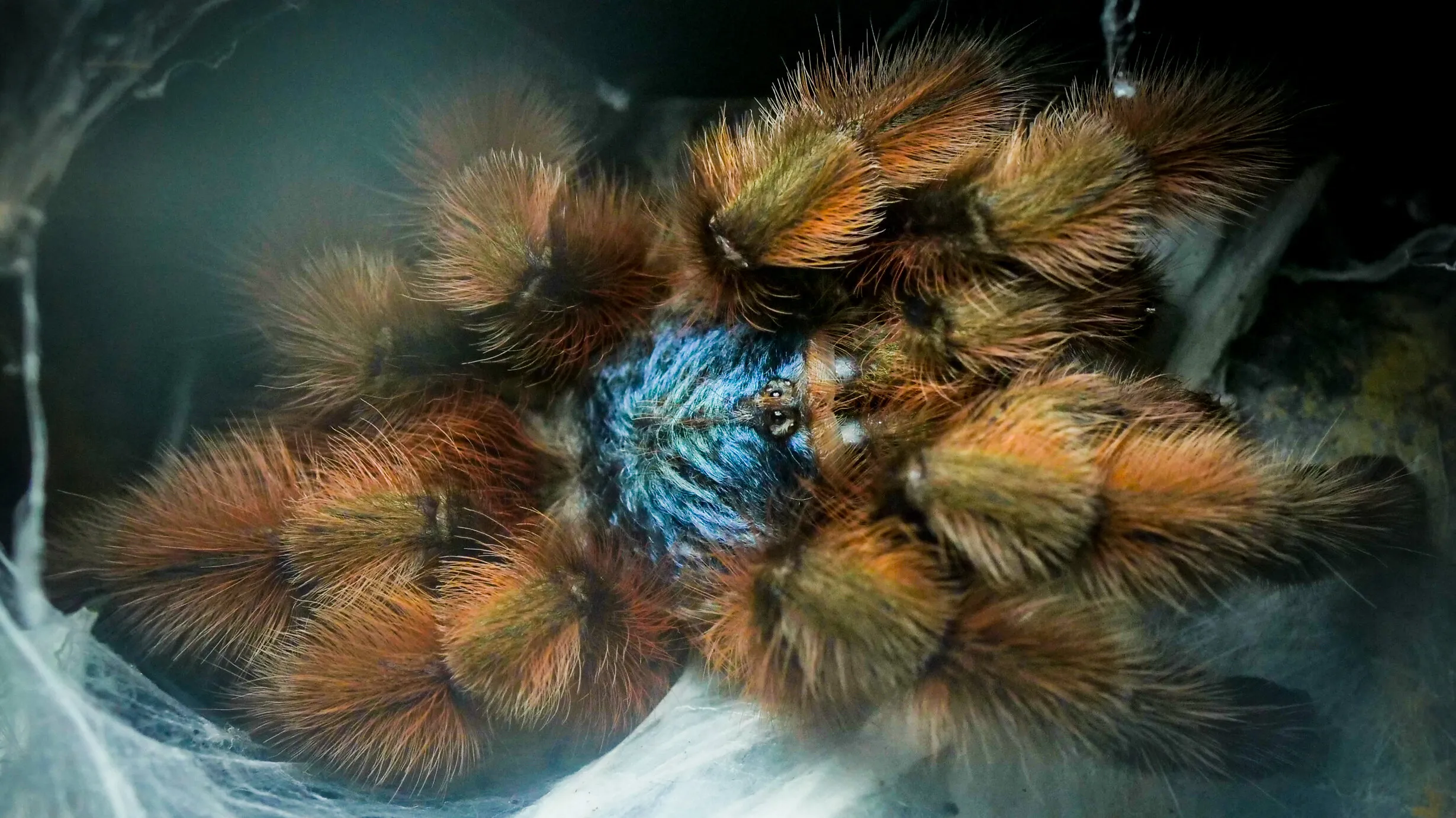 23618 versicolor tarantula habitat