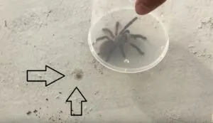 23619 cleaning tarantula enclosure
