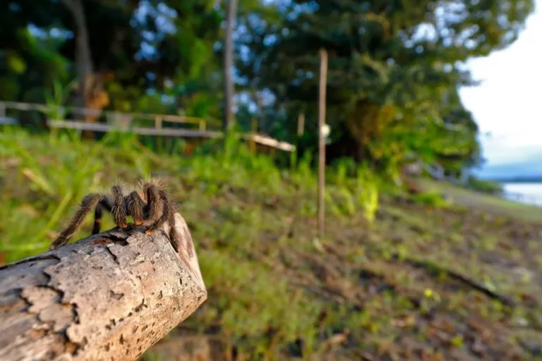 23619 tarantula diet