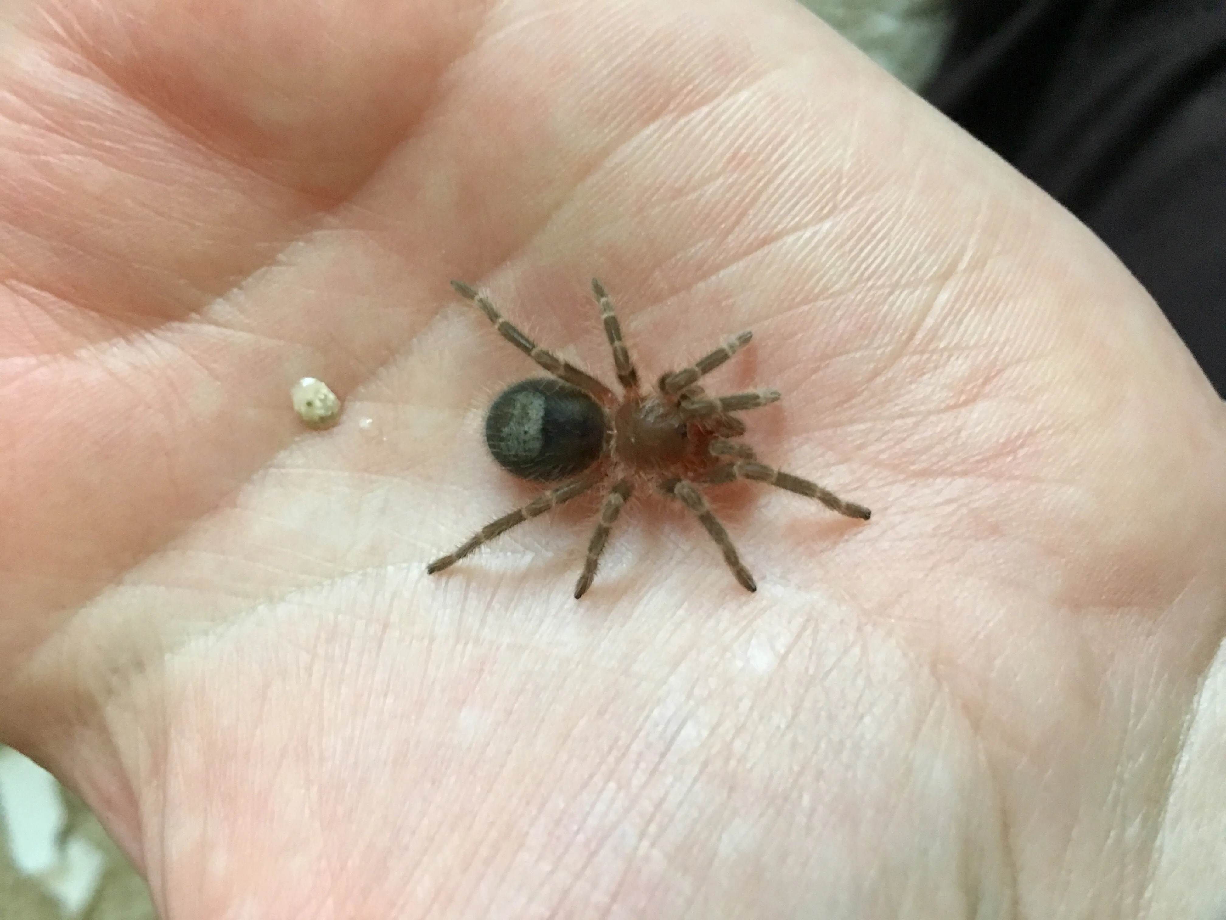 23619 tarantula health