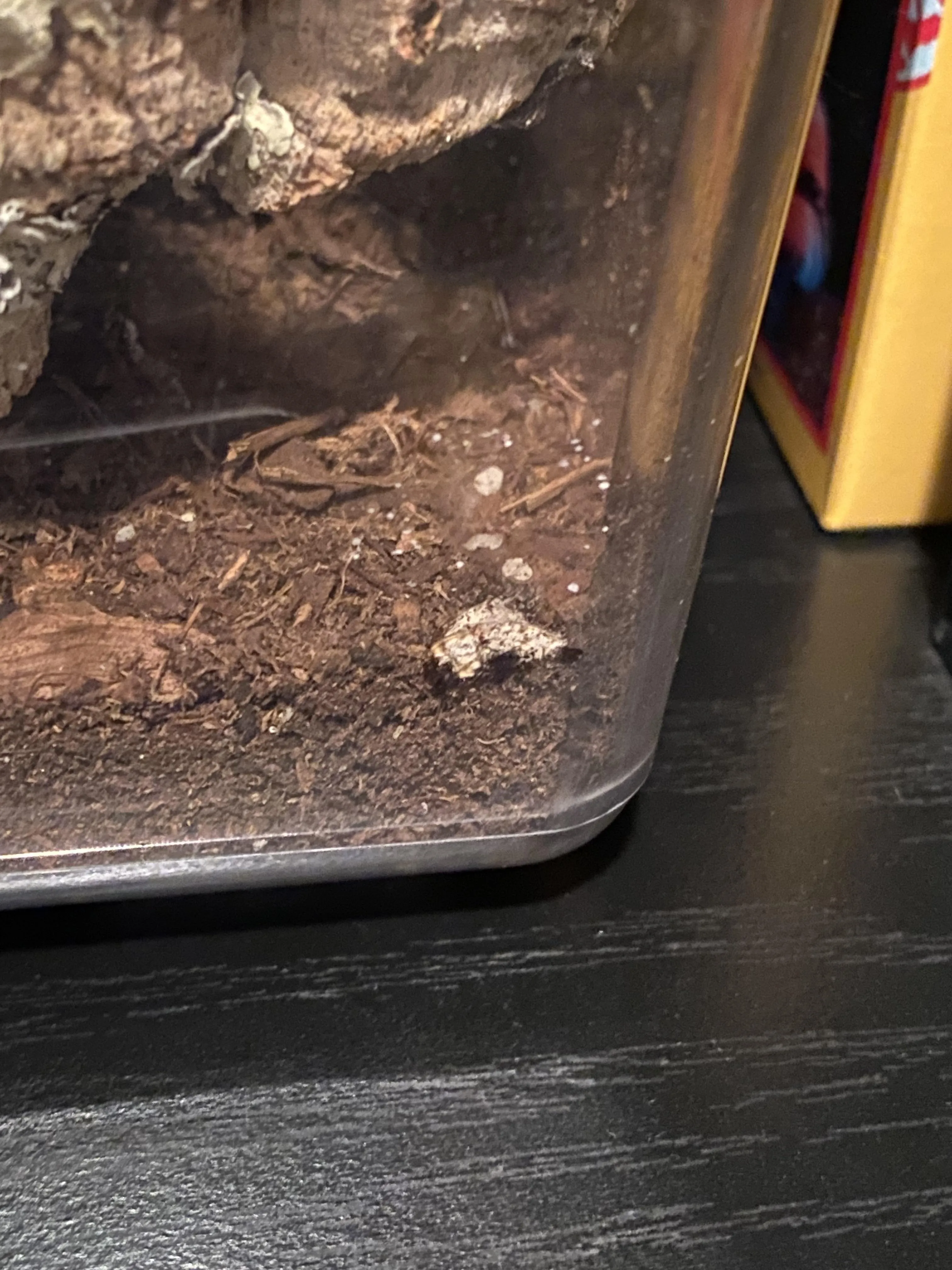 23619 tarantula molting