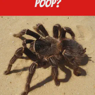 /img/23619-tarantula-species-facts.webp