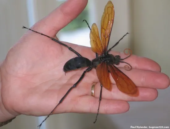 23620 tarantula hawk breeding