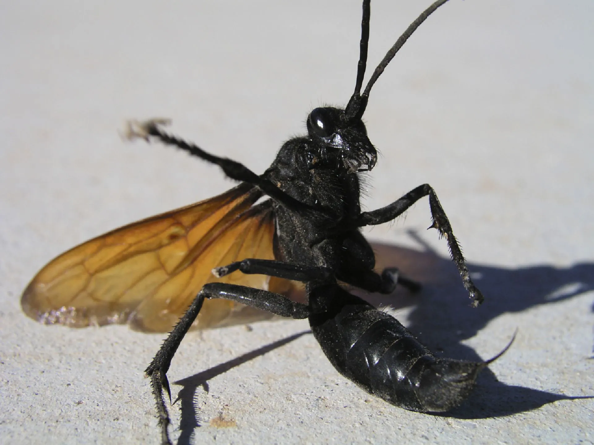 23620 tarantula hawk enclosure