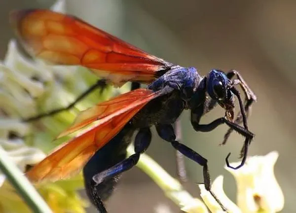 /img/23620-tarantula-hawk-environment.webp