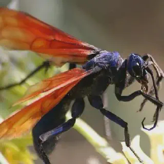 /img/23620-tarantula-hawk-environment.webp