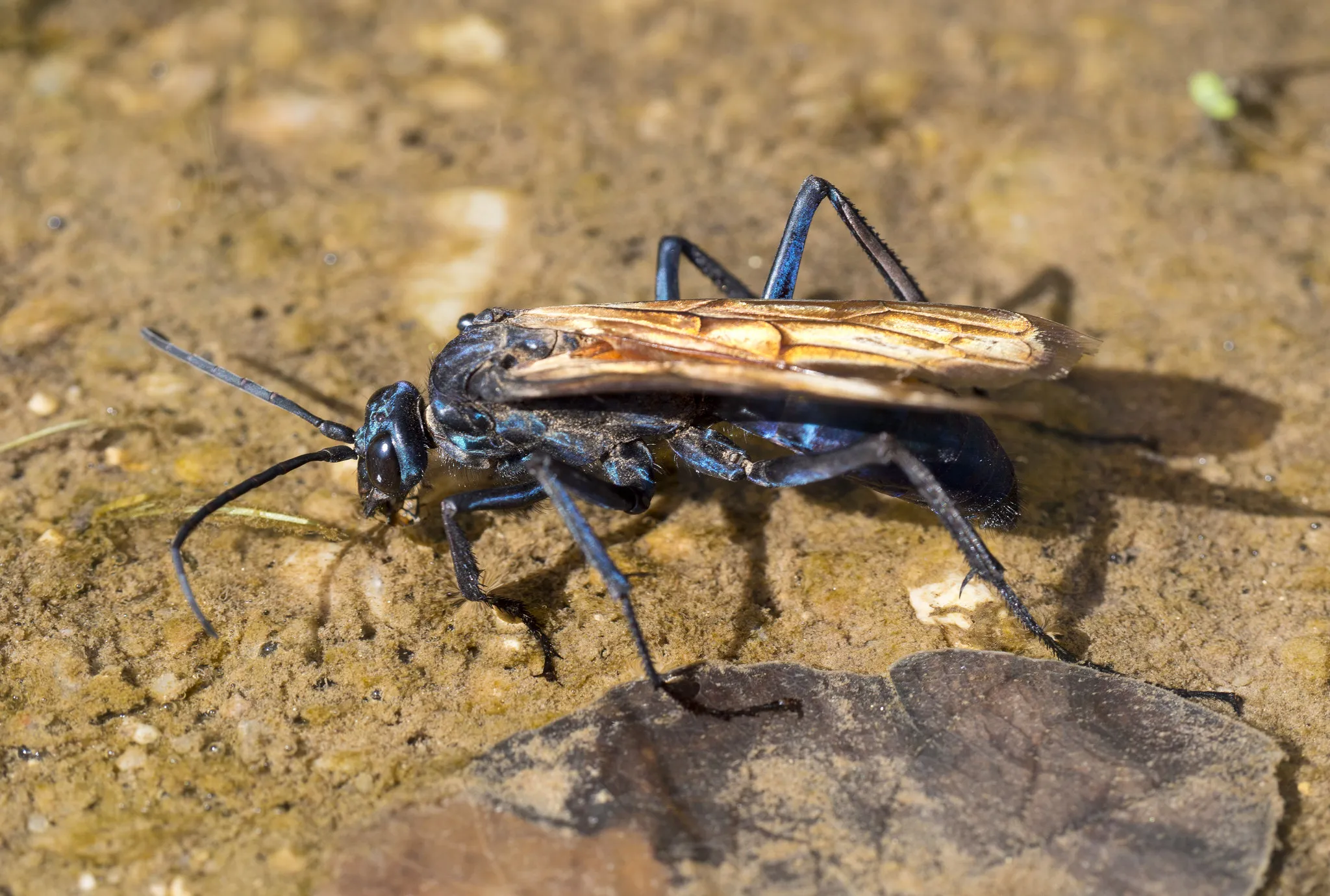 23620 tarantula hawk handling