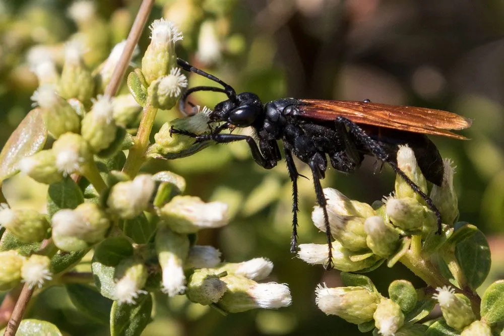 23620 tarantula hawk safety