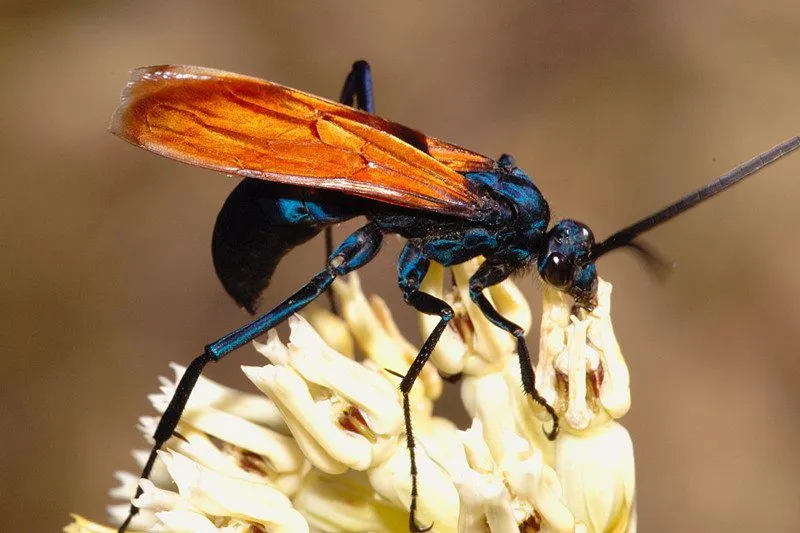 23620 tarantula hawk species