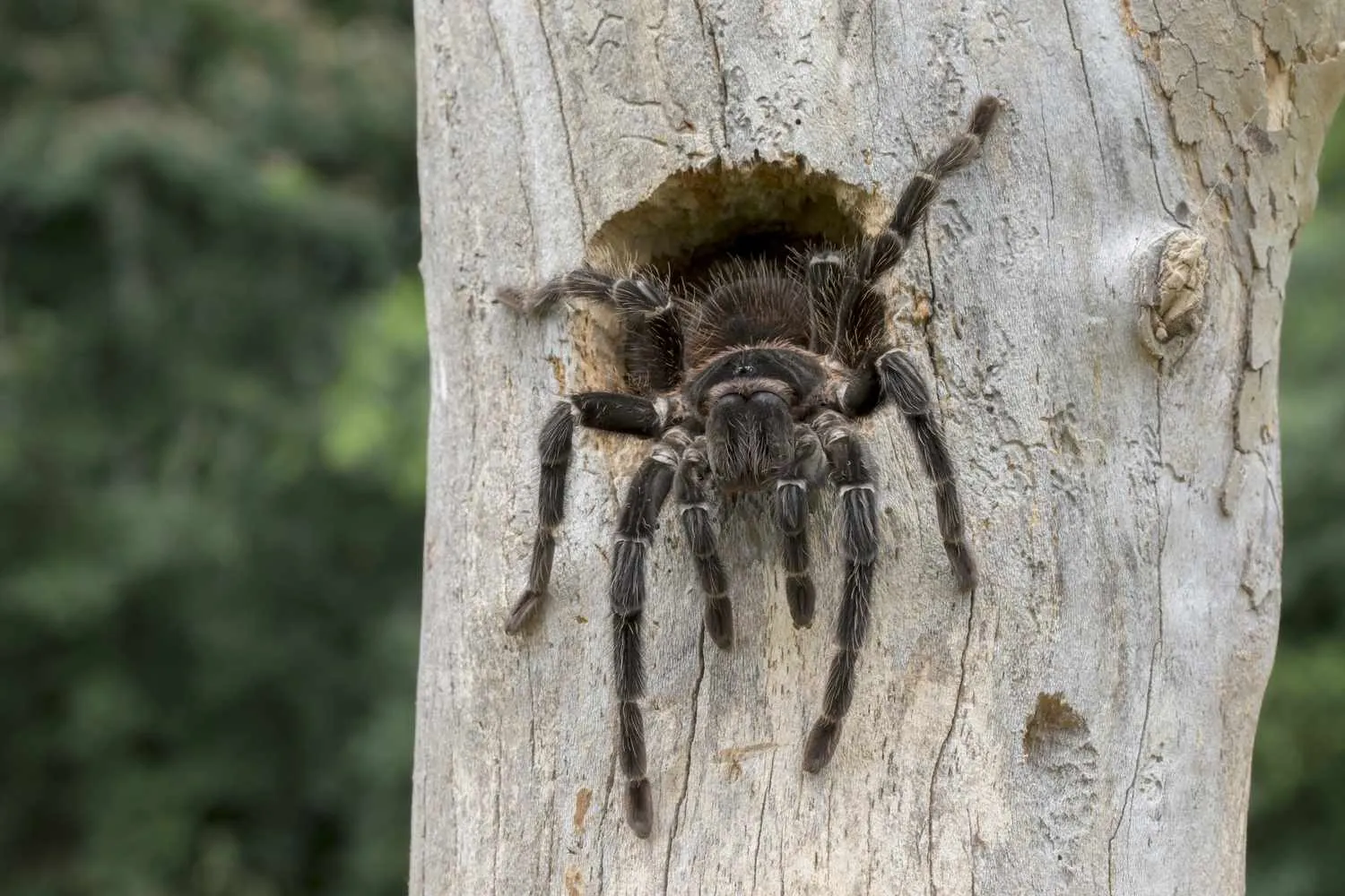 23621 baked tarantula