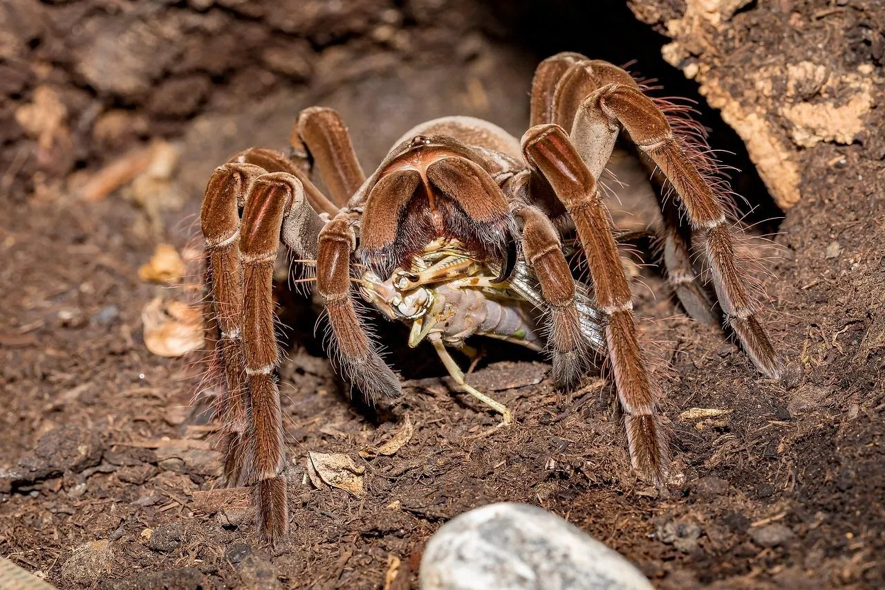 23621 frying tarantula